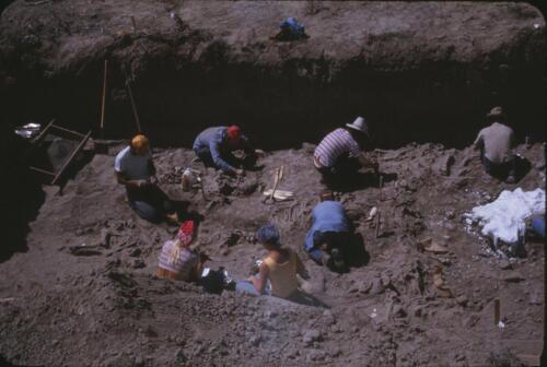 1977 excavations at Horner site, Cody, Wyoming