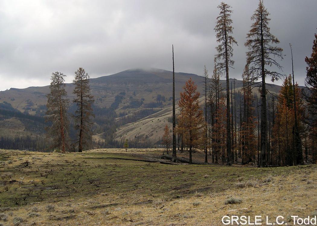 Burned landscape