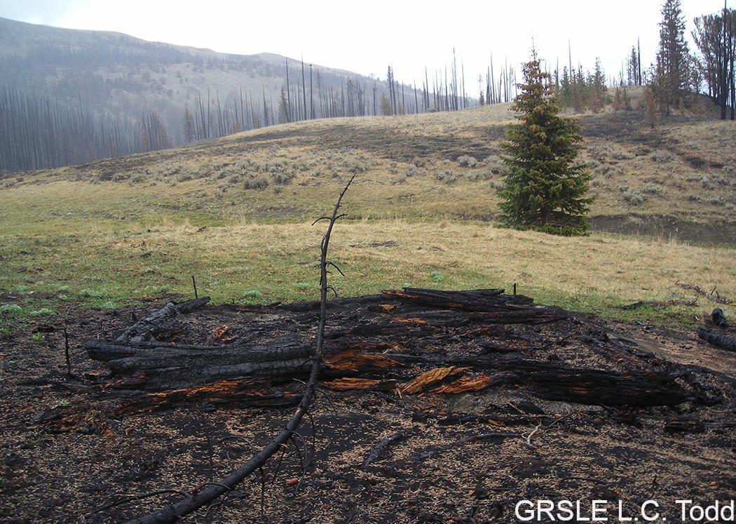 Burned landscape