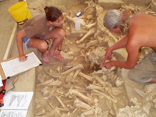 Recording bison bones, Kaplan-Hoover site, Colorado 