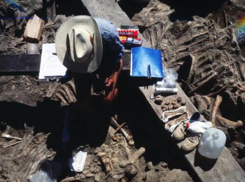 Excavation and documentation of bison bones at Frasca site, Colorado