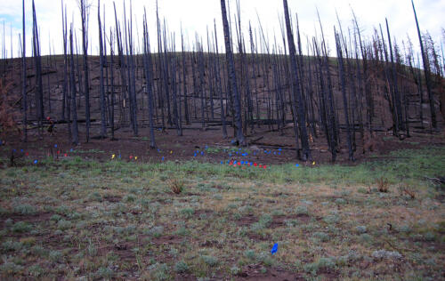 Burned landscape: DSCN0802 GRSLE 2007 Todd
